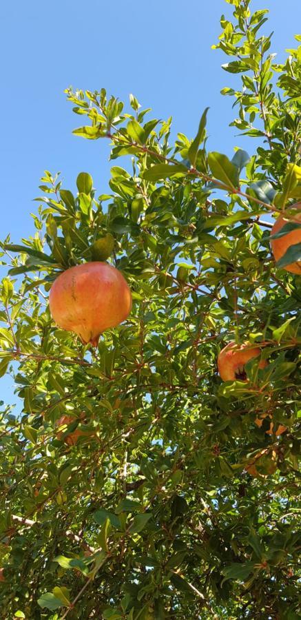 Сasa de vacaciones Sa Cova De Mallorca Sencelles